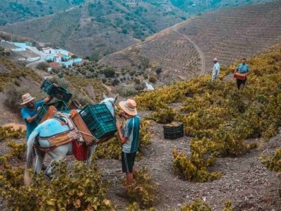 Málaga moscatel grape route in a small group